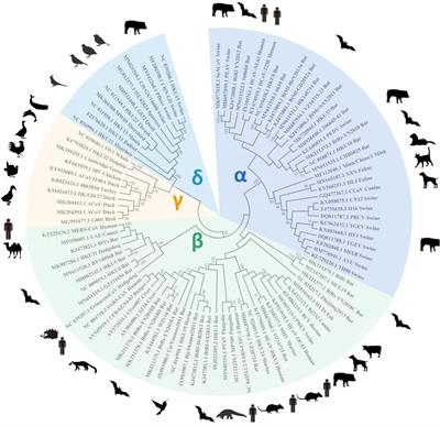 Cross-species transmission, evolution and zoonotic potential of coronaviruses